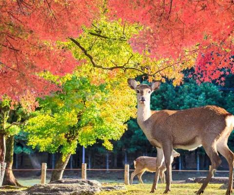 Tour Nhật Bản Mùa Thu 6N5Đ Từ Hà Nội: Nagoya – Kyoto – Núi Phú Sĩ – Tokyo