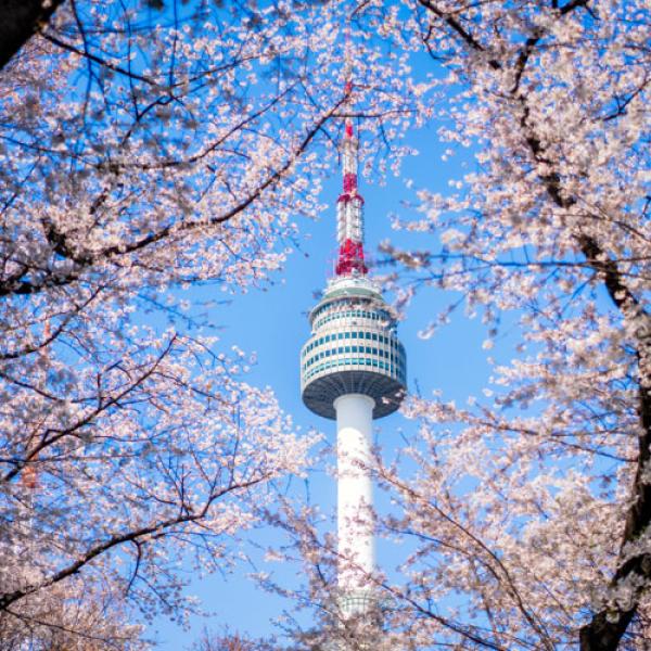 CHƯƠNG TRÌNH KHÁM PHÁ HÀN QUỐC MÙA XUÂN:  HÀ NỘI - SEOUL-NAMI- EVERLAND- NGẮM HOA ANH ĐÀO RỪNG SEOUL BAY JEJU AIR 