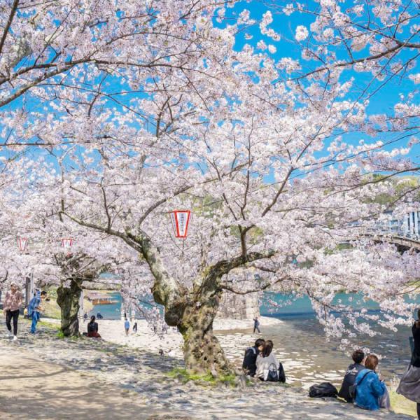 DU LỊCH NHẬT BẢN MÙA ANH ĐÀO: OSAKA – KYOTO – NAGOYA – PHÚ SỸ - TOKYO BAY HÀNG KHÔNG VIETNAMAIRLINES