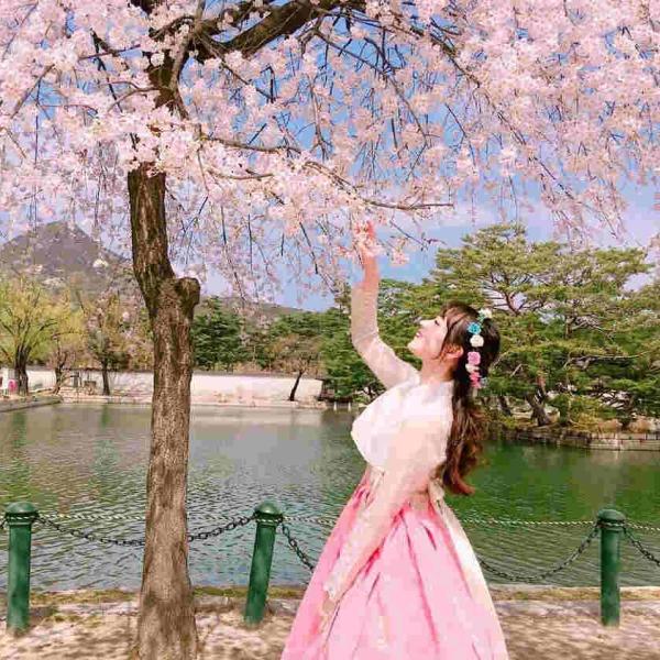 KHÁM PHÁ MÙA HOA ANH ĐÀO SEOUL- BUSAN HÀ NỘI – SEOUL – NAMI- BUSAN- TÀU ĐIỆN- LÀNG VĂN HÓA GAMCHEON- NGẮM HOA ANH ĐÀO TRẢI NGHIỆM TÀU CAO TỐC KTX TUYẾN BUSAN - SEOUL BAY VIETJET AIR 