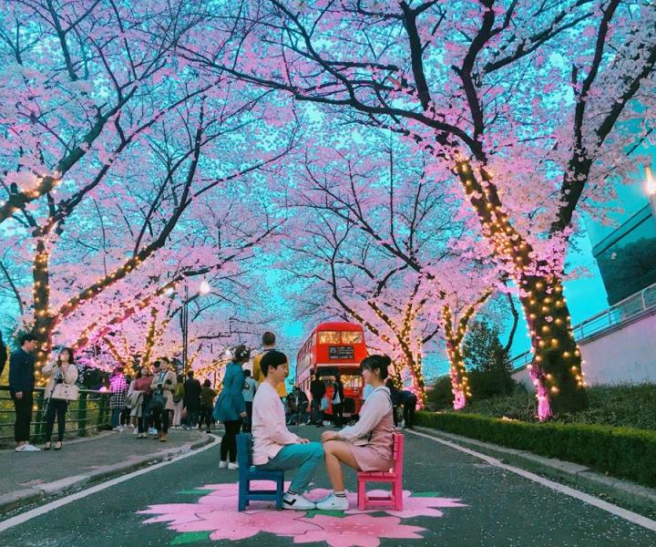 KHÁM PHÁ MÙA HOA ANH ĐÀO “XỨ SỞ KIM CHI” HÀN QUỐC: HÀ NỘI - SEOUL-NAMI- EVERLAND-NGẮM HOA ANH ĐÀO CÔNG VIÊN YEOUIDO BAY VIETJET AIR 