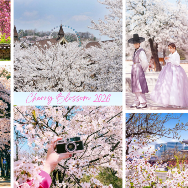 KHÁM PHÁ XỨ SỞ KIM CHI HÀN QUỐC MÙA HOA ANH ĐÀO 2026: SEOUL - NAMI - EVERLAND – NGẮM HOA ANH ĐÀO CÔNG VIÊN YEOUIDO - RỪNG SEOUL (TỐI - TỐI)