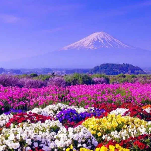 Tour Đi Nhật Bản Từ Hà Nội: Osaka – Kobe – Kyoto – Nagoya – Núi Phú Sĩ – Tokyo Bay Vietnam Airlines