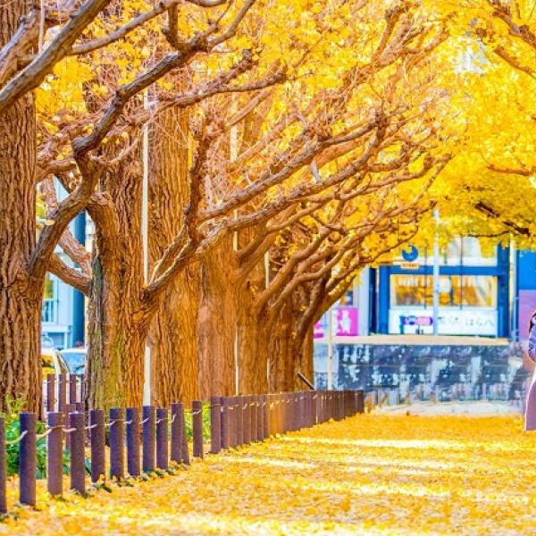 Tour Nhật Bản mùa thu 6N5D: Tokyo - Phú Sĩ - Kyoto - Osaka