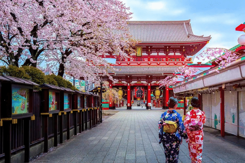 Hoa anh đào và chùa Asakusa tại Tokyo, Nhật Bản Hoa anh đào và chùa Asakusa tại Tokyo, Nhật Bản