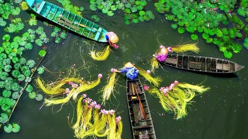 Thuyền thu hoạch hoa súng trên sông nước miền Tây Thuyền thu hoạch hoa súng trên sông nước miền Tây