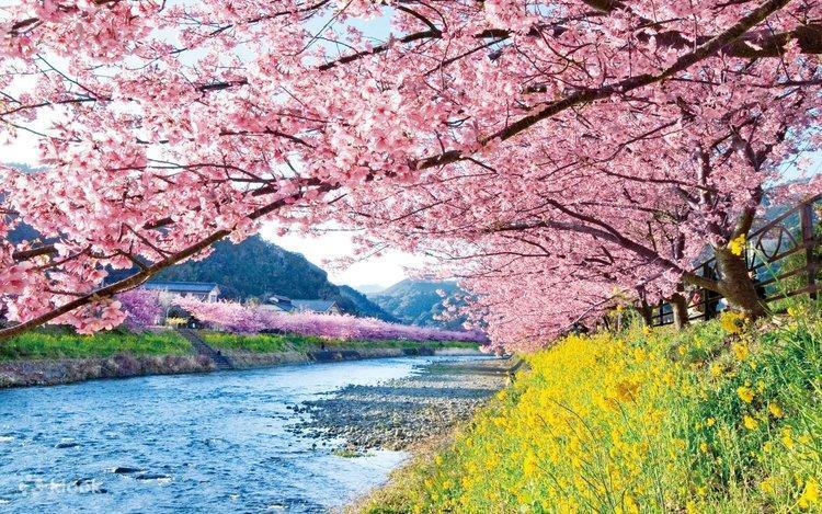 Hoa anh đào nở sớm bên dòng sông ở Nhật Bản Hoa anh đào nở sớm bên dòng sông ở Nhật Bản