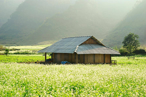Mùa hoa cải trắng Mộc Châu tháng mấy? 7 địa điểm check-in - Asahi Luxstay