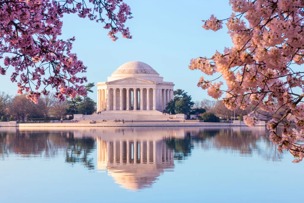 Tượng đài Jefferson phản chiếu trên mặt nước tĩnh lặng, được bao quanh bởi những cây hoa anh đào đang nở rộ dưới bầu trời xanh trong vắt, tạo nên một khung cảnh mùa xuân thanh bình.