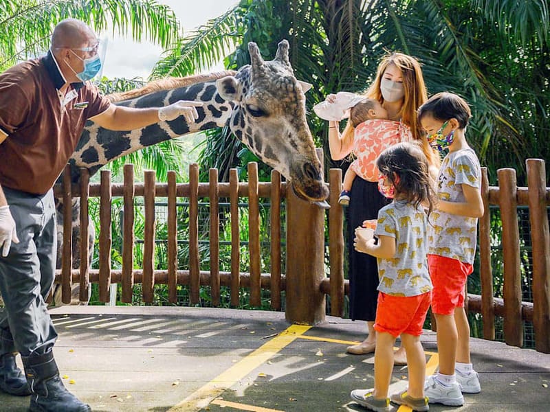 Một gia đình đến thăm sở thú, cho hươu cao cổ ăn bên cạnh hàng rào. Một người trông coi sở thú và những đứa trẻ đeo mặt nạ tương tác với hươu cao cổ, tạo nên một bầu không khí vui vẻ.