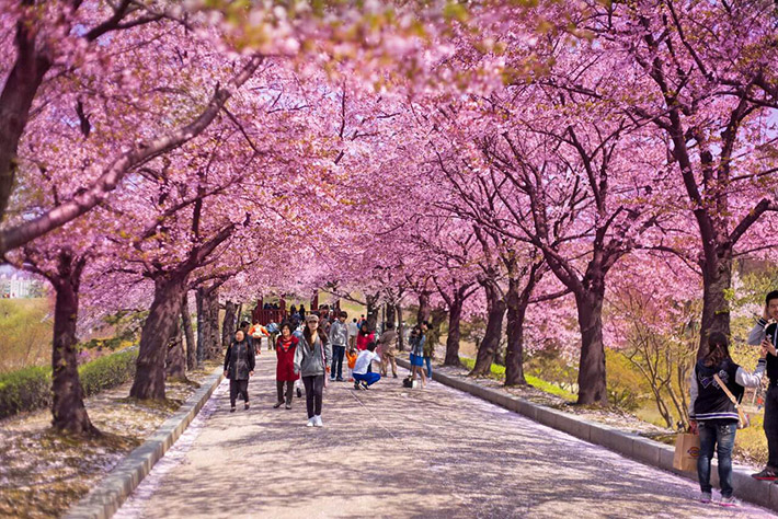 đảo nami mùa hoa anh đào