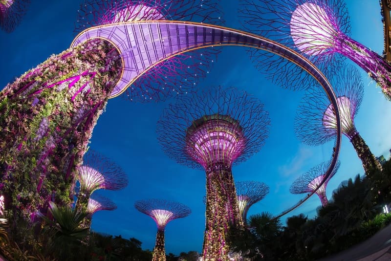 Khu Supertree Grove ở Singapore lúc hoàng hôn, với những cây nhân tạo cao vút được trang trí bằng đèn tím nổi bật trên nền trời xanh thẳm. Một khung cảnh hiện đại và rực rỡ.