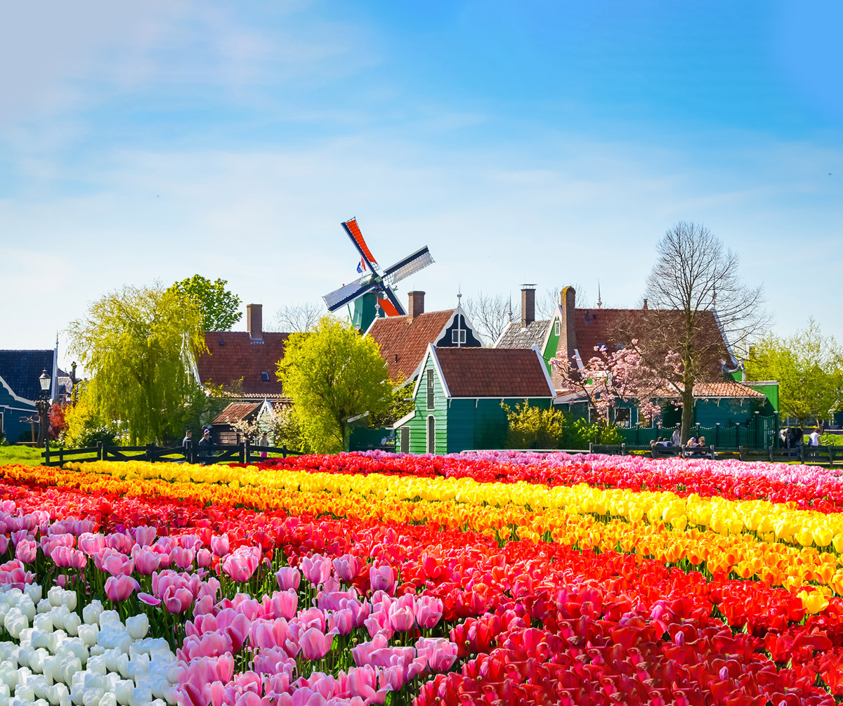 Lễ hội hoa Keukenhof - Hoàng Việt Travel