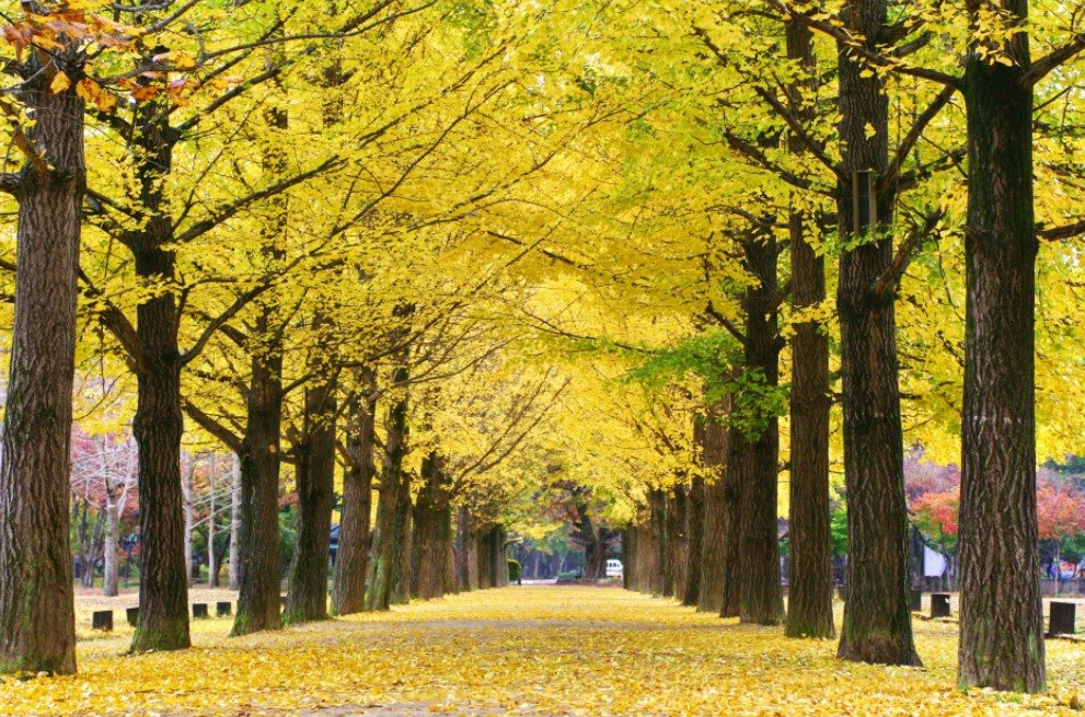Nami Island (남이섬)
