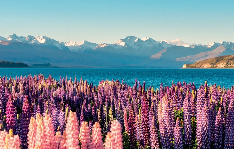 du lịch New Zealand - Hoàng Việt Travel