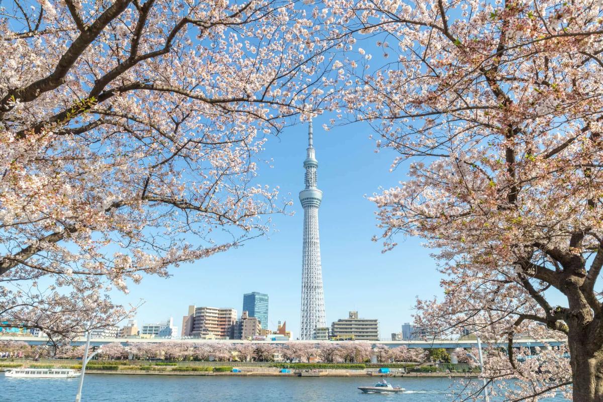 Ngắm nhìn cảnh quan ngoạn mục của Tokyo Sky Tree và hoa anh đào tại công  viên Sumida