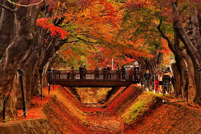 Breathtakingly stunning Maple Corridor close to Mt. Fuji (Yamanashi)
