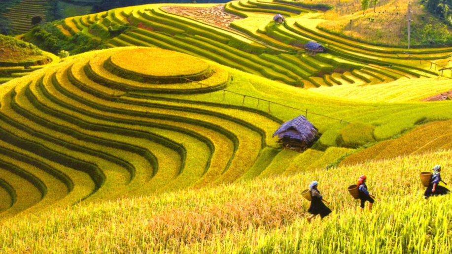 du lịch Tây Bắc - hoàng su phì - hoàng việt travel