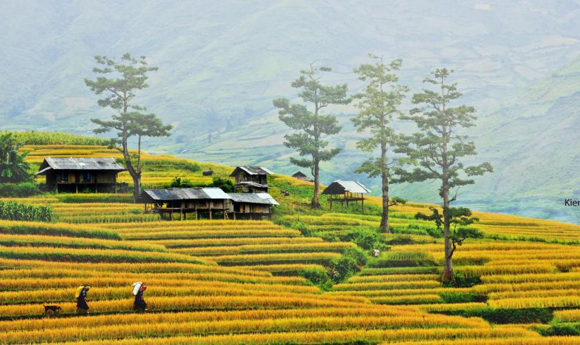 Mộc Châu mùa lúa chín - du lịch Tây Bắc - hoàng việt travel