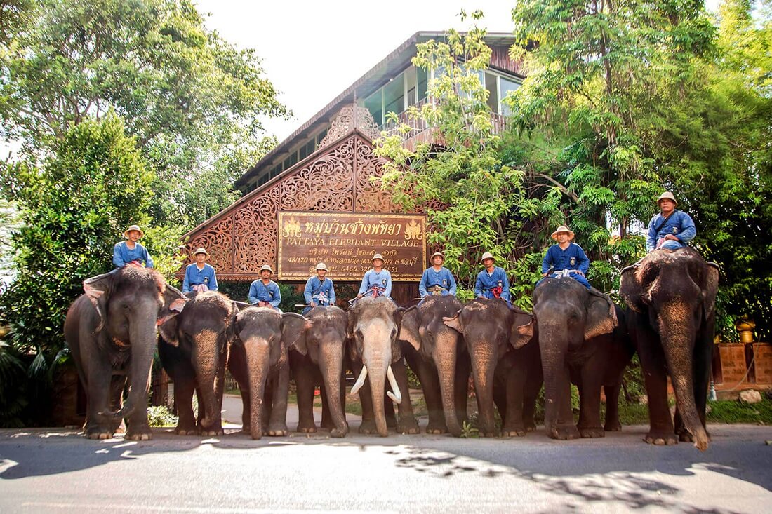 Kinh nghiệm du lịch Làng Voi Pattaya, Thái Lan chi tiết