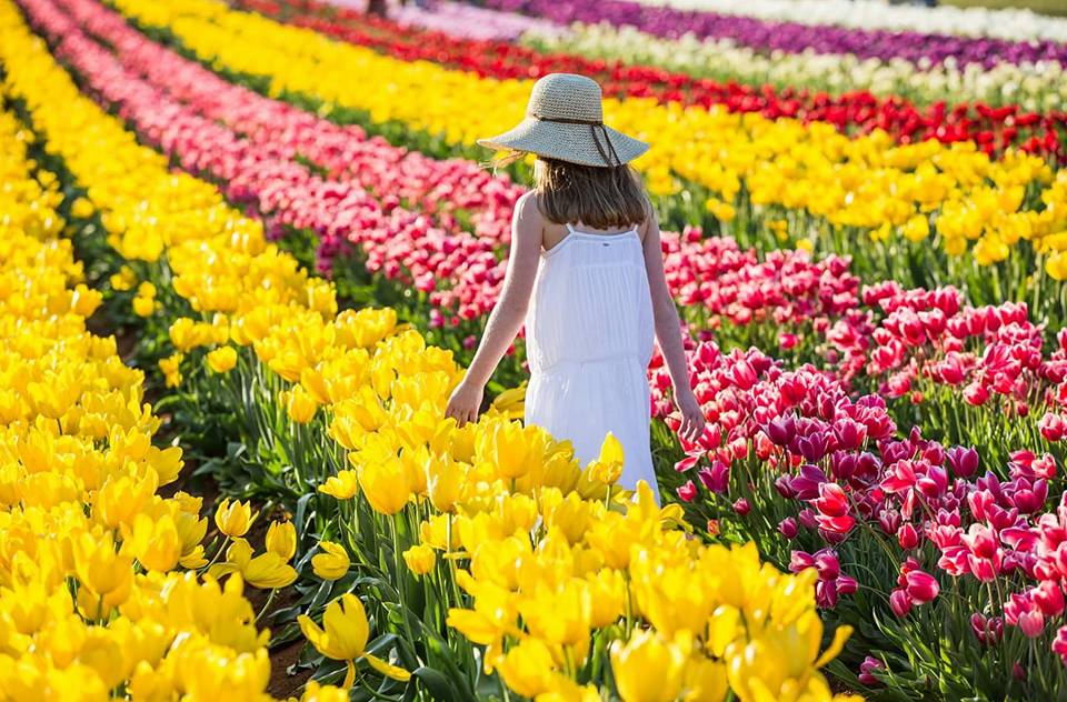lễ hội hoa Tulip - du lịch nước úc mùa nào đẹp nhất - hoàng việt travel