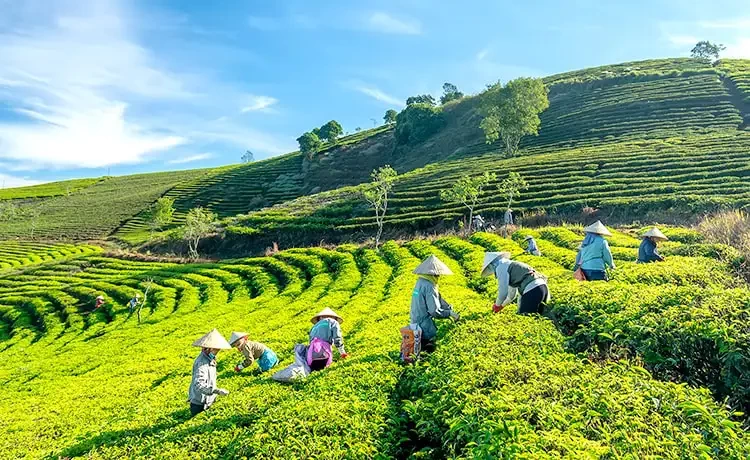 Đồi chè Cầu Đất Đà Lạt: Kinh nghiệm du lịch từ A-Z