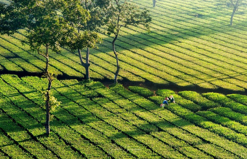 Biển Hồ Chè – sắc xanh đầy sức sống giữa lòng cao nguyên