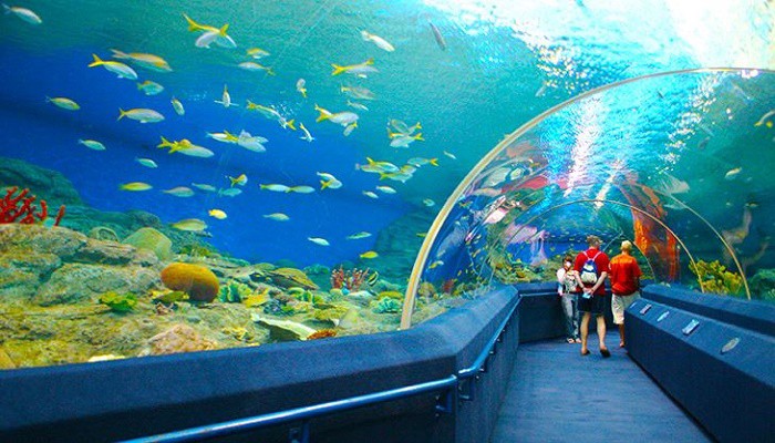 Viện Hải dương học Nha Trang: Kinh nghiệm khám phá từ A - Z