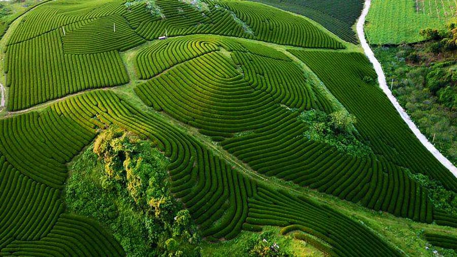 Top 3 đồi chè Mộc Châu tuyệt đẹp nhất định phải khám phá