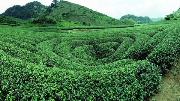Bạn đã từng đi hết 3 đồi chè trái tim ở Mộc Châu?