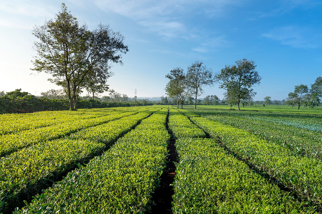 Biển hồ chè Pleiku – sắc xanh đầy sức sống