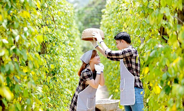 vườn tiêu phú quốc ở đâu - Tin tức, hình ảnh, video clip mới nhất