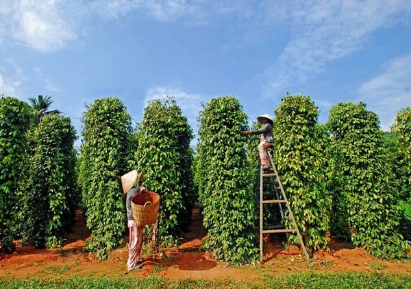 Cùng khám phá "Vương quốc hồ tiêu"- Phú Quốc
