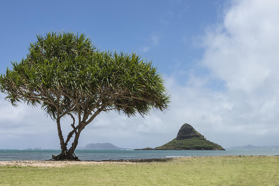 Chinamans Hat With Tree - Oahu Hawaii Photograph by Brian Harig