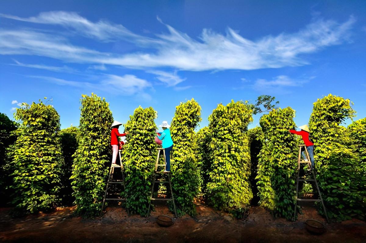 Tour Phú Quốc tham quan Nam và Đông Đảo trong ngày khởi hành hàng ngày -  Cho Tour Viet