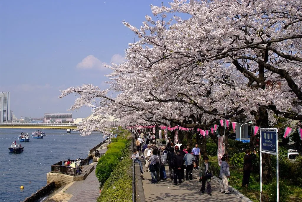 CHẠY BỘ TẠI NHẬT BẢN? CUNG ĐƯỜNG DỌC SÔNG SUMIDA - TOKYO - KVBro - Nhịp Sống  Nhật Bản