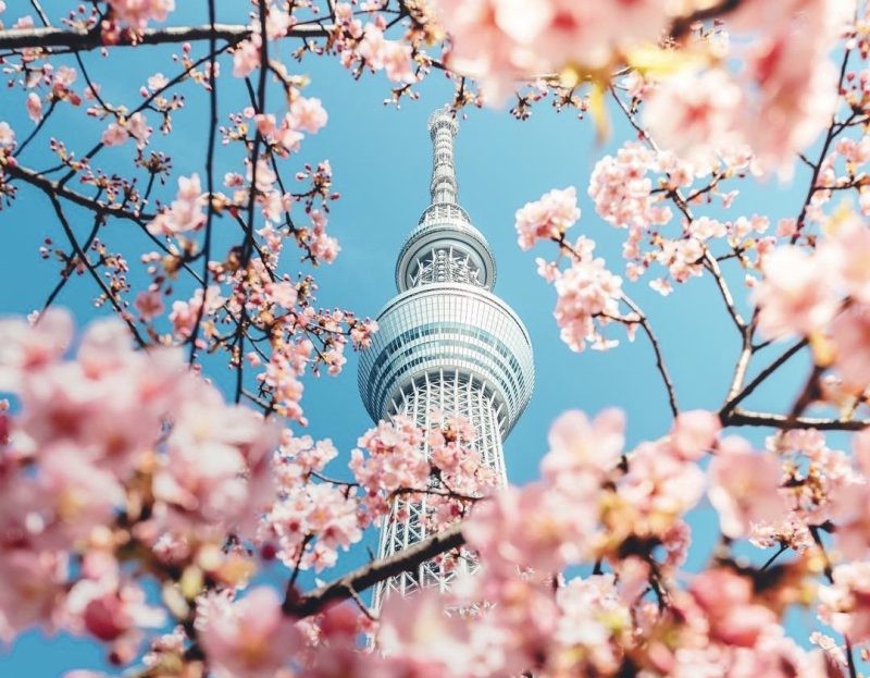 tháp truyền hình tokyo skytree mùa hoa anh đào