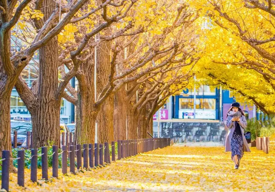 Đại lộ Icho Namiki mùa lá đỏ lá vàng - Hoàng Việt Travel