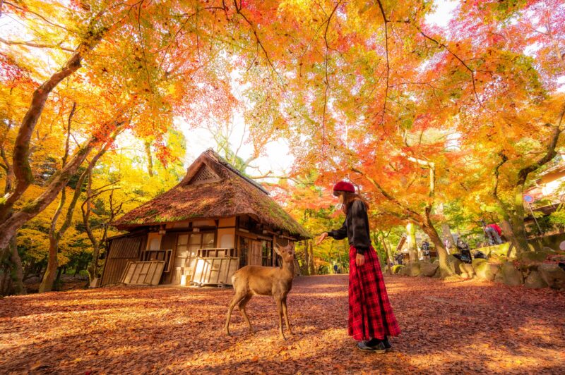 Check in cùng những chú hưu trong sắc vàng tại Nara - Hoàng Việt Travel