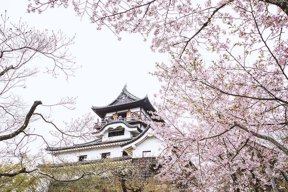 tour nhật bản mùa hoa anh đào - hoàng việt travel