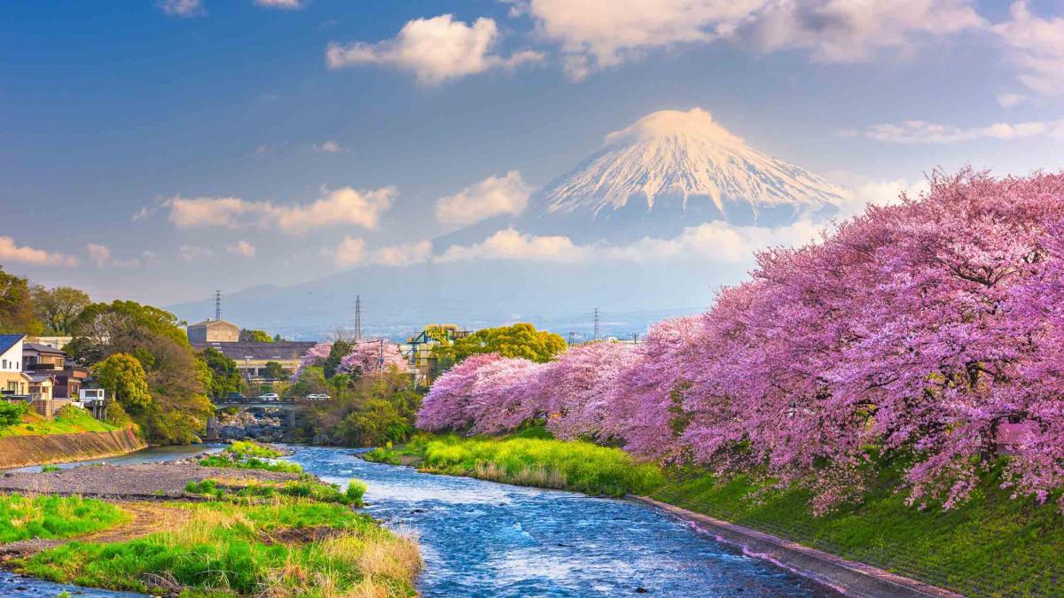 tour nhật bản mùa hoa anh đào - hoàng việt travel