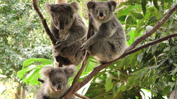 Khu bảo tồn Koala - Koala Park Sanctuary